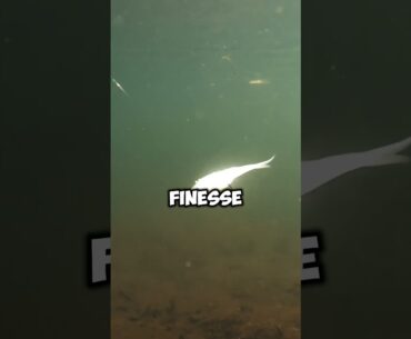 Spinning reels vs baitcasters for bass fishing #fishing #bassfishing #shorts