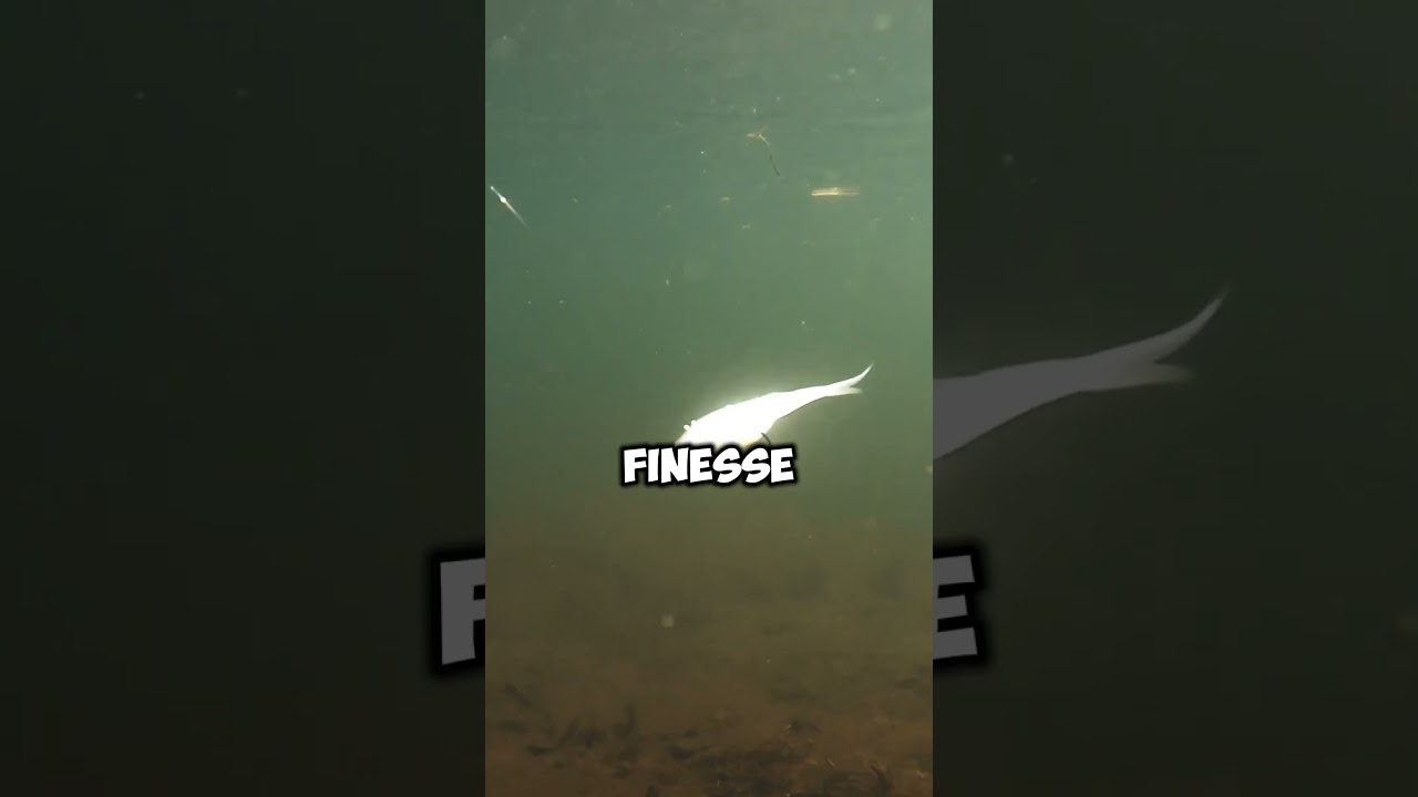 Spinning reels vs baitcasters for bass fishing #fishing #bassfishing #shorts Spinning reels vs baitcasters for bass fishing #fishing #bassfishing #shorts