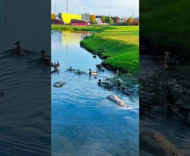 Le parc de golf au Québec quelle belle nature # #Québec#Golf #Nature #.Canada #ToutLeMonde Le parc de golf au Québec quelle belle nature # #Québec#Golf #Nature #.Canada #ToutLeMonde