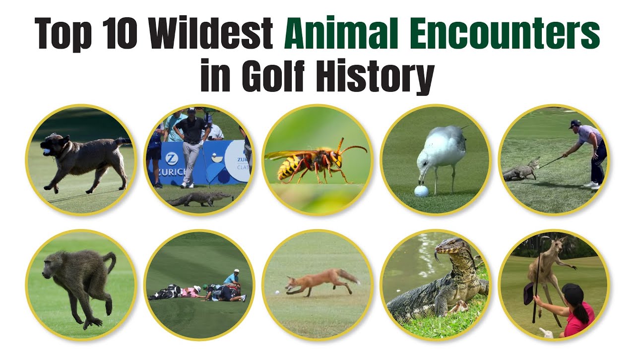 Top 10 Wildest Animal Encounters in Golf History Top 10 Wildest Animal Encounters in Golf History