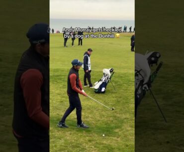 Andy Murray Gets Heckled at The Dunhill Links #golfswing #golf