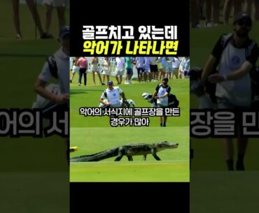 라운딩 갔는데 악어랑 마주친다면 #골프 #악어 #golf #라운딩