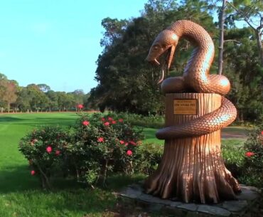 The Innisbrook Resort #golf #golfdestination #golftrips #golflife #golfing #florida #bucketlist #pga