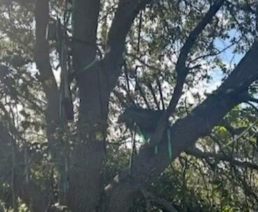 FBI investigates hunting stand with sight line to Trump’s Air Force One exit area at Palm Beach airport FBI investigates hunting stand with sight line to Trump's Air Force One exit area at Palm Beach airport