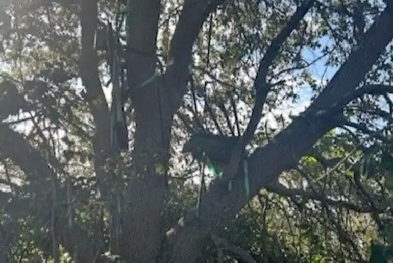 FBI investigates hunting stand with sight line to Trump’s Air Force One exit area at Palm Beach airport FBI investigates hunting stand with sight line to Trump's Air Force One exit area at Palm Beach airport