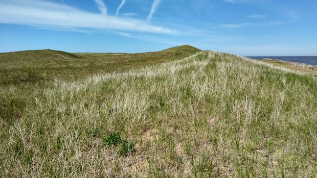 N.S. government reviewing Cabot golf proposal for West Mabou Beach Provincial Park N.S. government reviewing Cabot golf proposal for West Mabou Beach Provincial Park