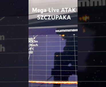 Humminbird Mega Live atak szczupaka na żywo #wędkarstwo #fishing #spinning #szczupak