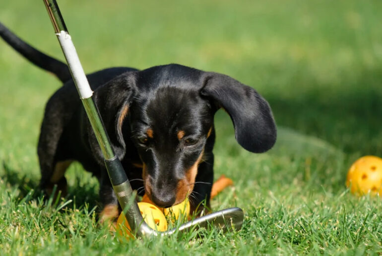 Dog Parents Are Calling This Golf Club Toy a ‘Hole-in-One’ for Playtime Yahoo lifestyle home