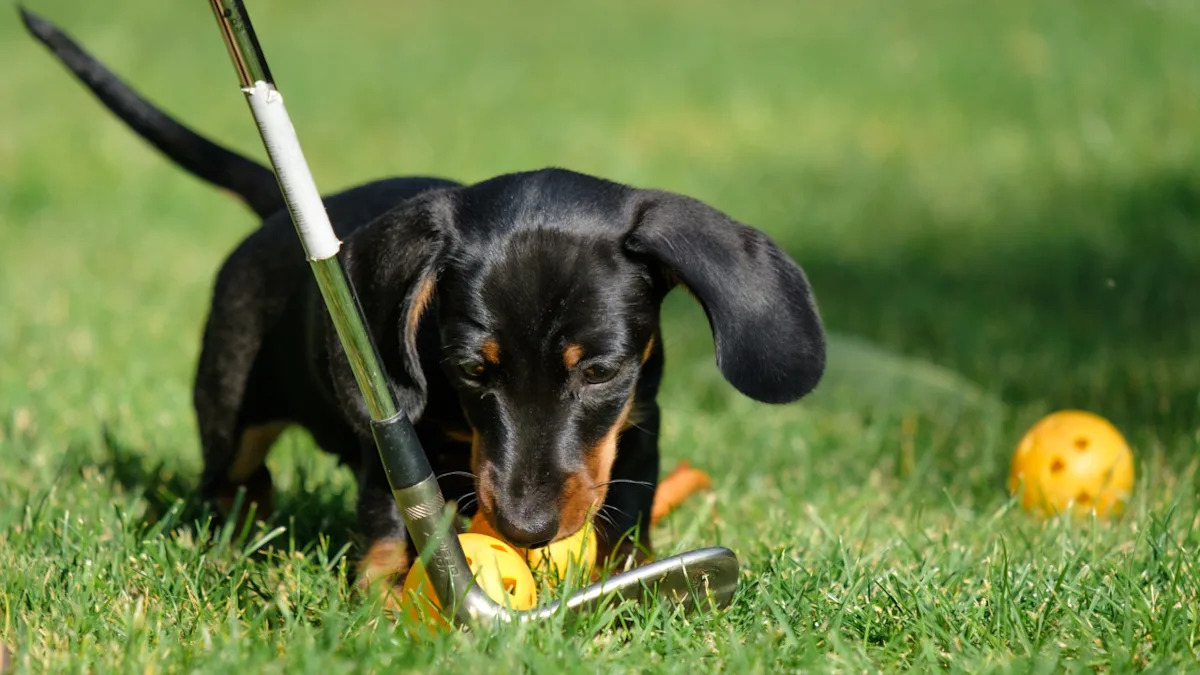 Dog Parents Are Calling This Golf Club Toy a ‘Hole-in-One’ for Playtime Yahoo lifestyle home