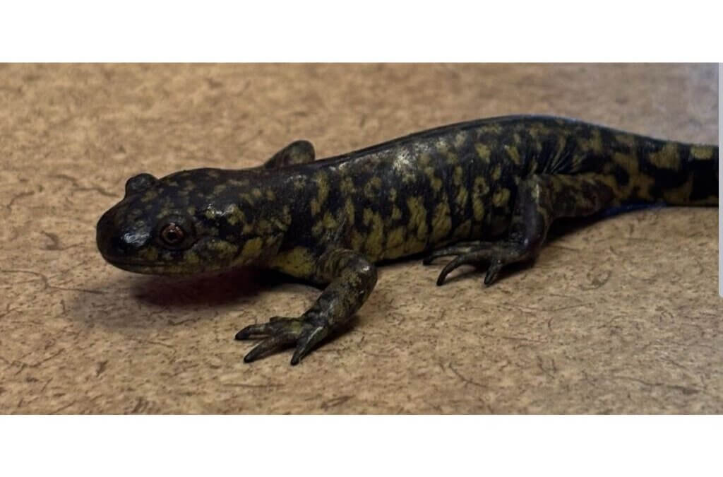 A tiger salamander, Utah’s only native salamander, displays its namesake pattern of dark stripes and spots. Often found near ponds and wetlands in the Wasatch region, these secretive amphibians spend much of their lives underground, emerging on damp nights or during spring rains.