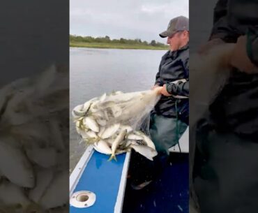 How to PERFECTLY throw a cast net #pennfishing #saltwaterfishing #castnetfishing