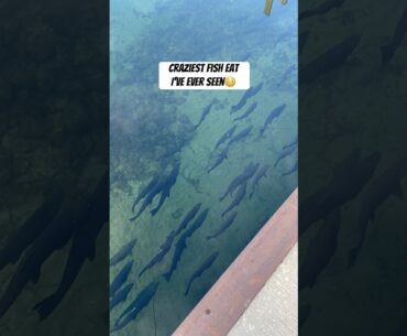 Sight Fishing Salmon with a Twitch Jig! (INSANELY CLEAR WATER)