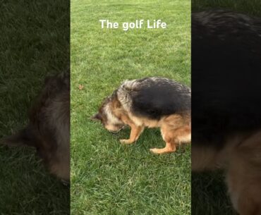 Golf with Bella… she loves golf more than anybody I know.