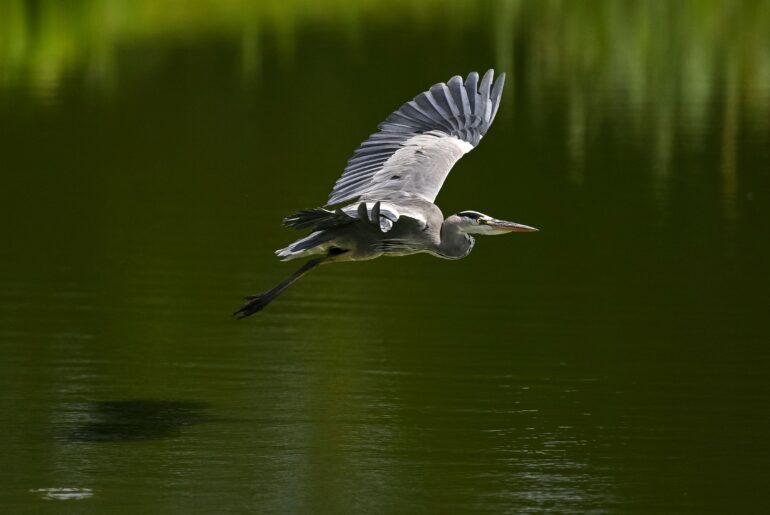My Playing Partner Hit A Bird And His Ball Went Into A Pond