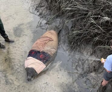 Golfers discover stranded manatee on Bluffton, SC course