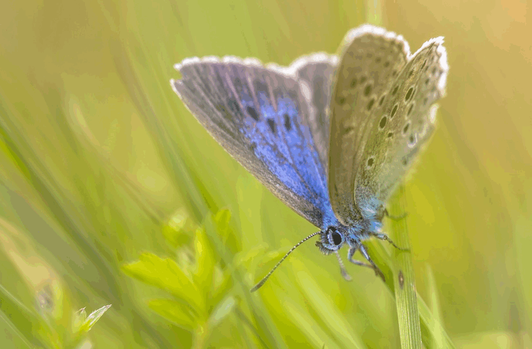 picture of the rare Alcon Blue Butterfly