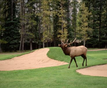 Feisty Bull Elk Rams Moving Golf Cart Because It Can