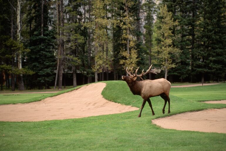 Feisty Bull Elk Rams Moving Golf Cart Because It Can