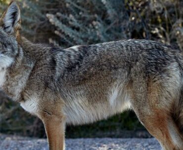 Multiple coyote sightings prompt warning near Bois de Sioux Golf Course