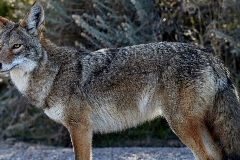 Multiple coyote sightings prompt warning near Bois de Sioux Golf Course