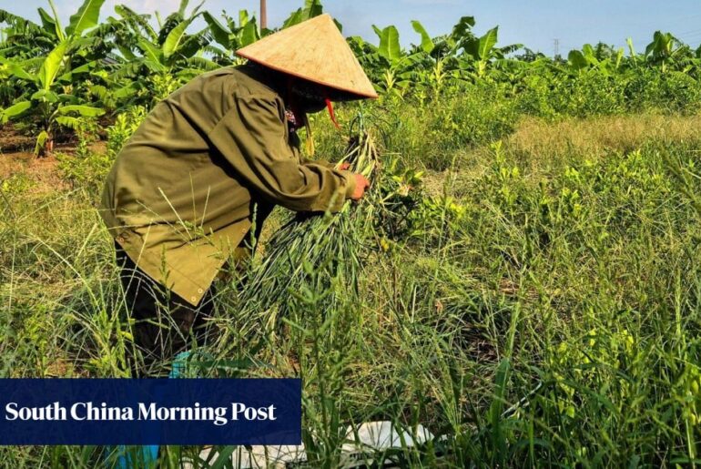 Angry Vietnam farmers take swing at Trump-branded US$1.5 billion golf resort Angry Vietnam farmers take swing at Trump-branded US$1.5 billion golf resort
