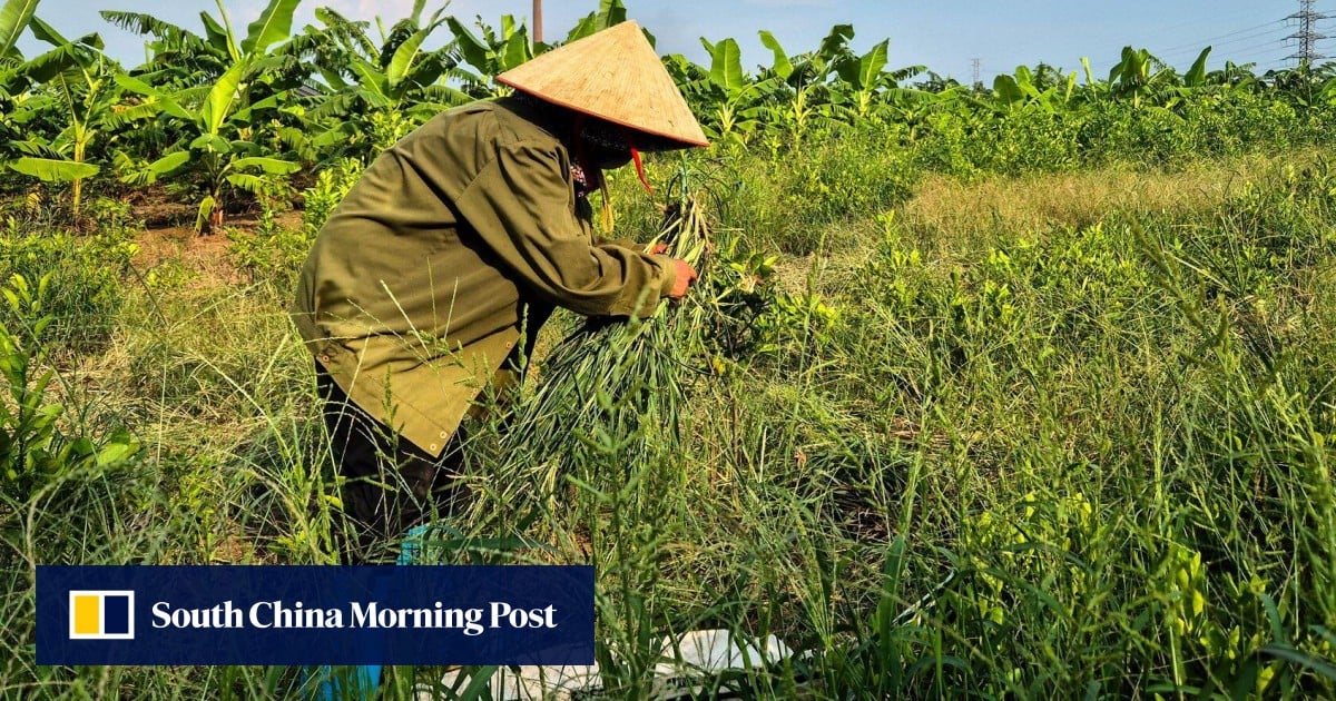 Angry Vietnam farmers take swing at Trump-branded US$1.5 billion golf resort Angry Vietnam farmers take swing at Trump-branded US$1.5 billion golf resort