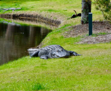 Professional golfer Vince Whaley found himself facing off against an alligator during the Sanderson Farms Championship.