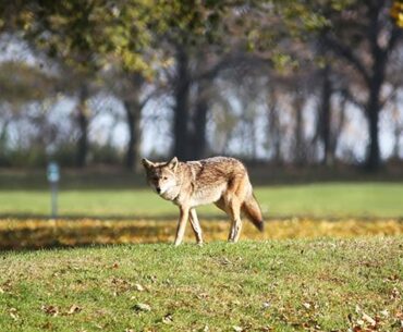 Chicago study shows coyotes prefer golf courses – just like humans