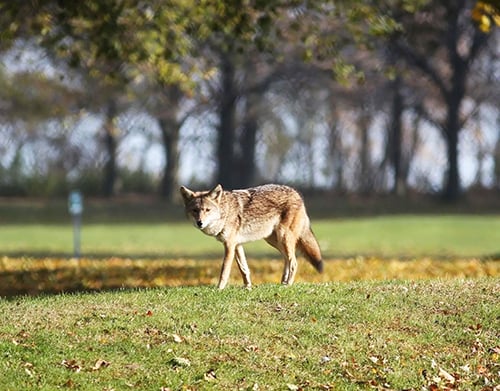 Chicago study shows coyotes prefer golf courses – just like humans