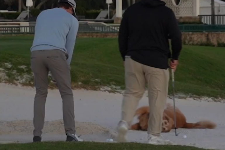 The dog wants to play too. Is there anyone else playing?