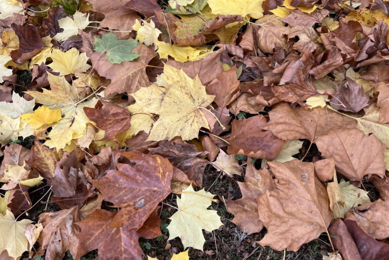 Did you know there's a golf rule for leaves?