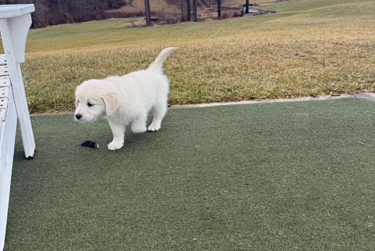 Thoughts on Golf Shop dogs?