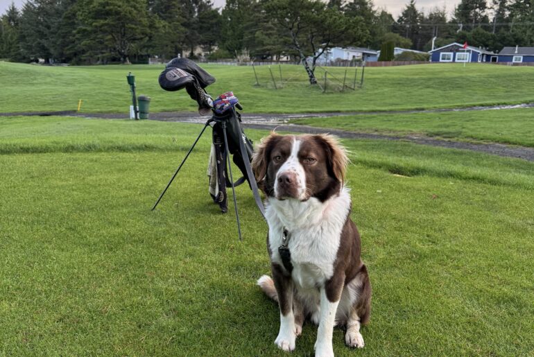 Picked up from the shelter last night, got a break in the atmospheric river, and took this good boy for his first 9 hole walk.