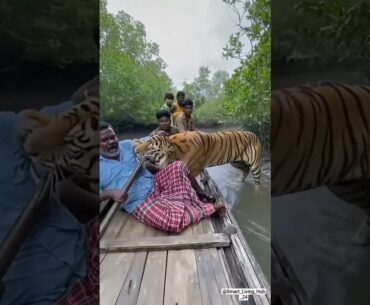 ON CAMERA! 🐅 Savage Tiger Attack on Fishing Boat in Sundarbans MUD! #shorts #tigerattack