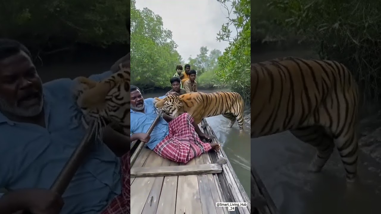 ON CAMERA! 🐅 Savage Tiger Attack on Fishing Boat in Sundarbans MUD! #shorts #tigerattack ON CAMERA! 🐅 Savage Tiger Attack on Fishing Boat in Sundarbans MUD! #shorts #tigerattack