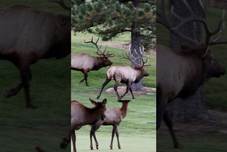 Don’t get into a fight on the golf course. Who knows what it could do to your reputation!