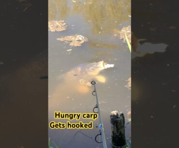 Big carp gets hooked taking bread off the surface