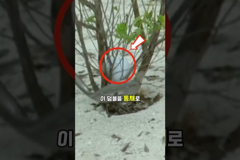 덤블 속 공은 탈출이 가능할까?⛳️