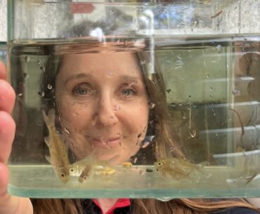 South Australian golf course wetland is breeding site for locally extinct tiny native olive perchlet