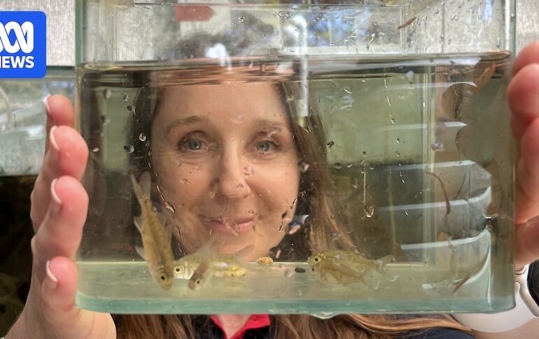 South Australian golf course wetland is breeding site for locally extinct tiny native olive perchlet
