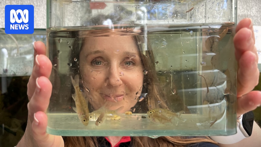 South Australian golf course wetland is breeding site for locally extinct tiny native olive perchlet South Australian golf course wetland is breeding site for locally extinct tiny native olive perchlet