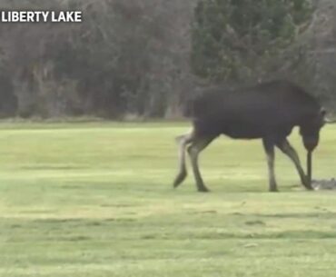 Moose surprises golfers in Liberty Lake | Spokane News