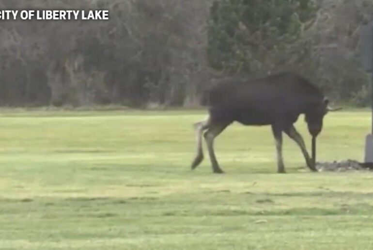 Moose surprises golfers in Liberty Lake | Spokane News