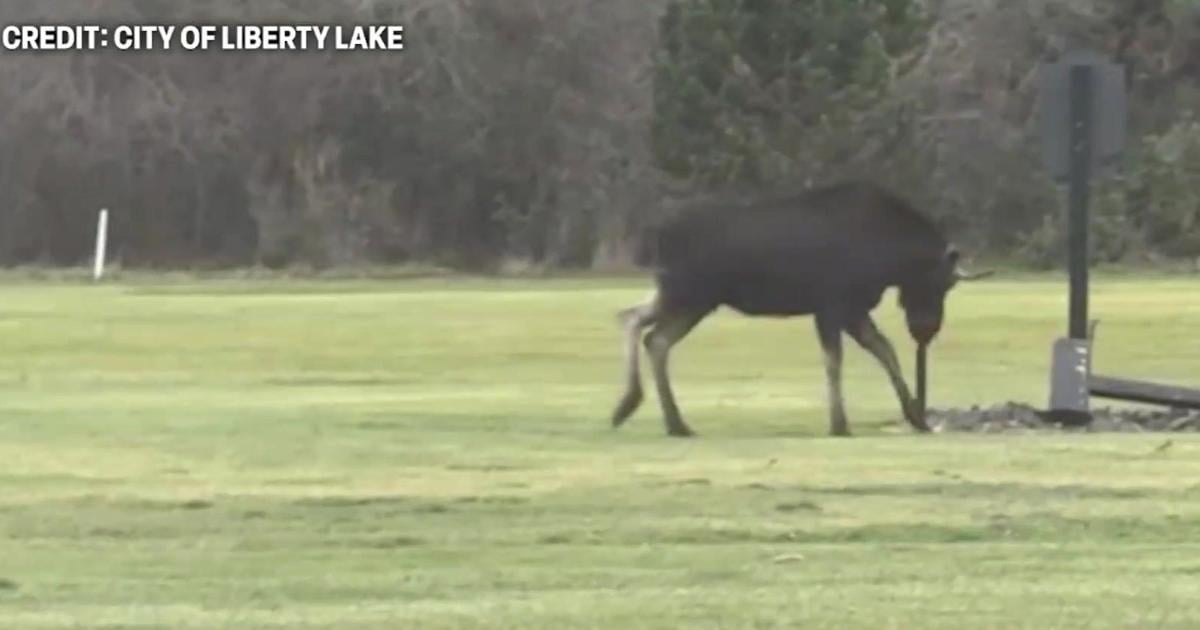 Moose surprises golfers in Liberty Lake | Spokane News Moose surprises golfers in Liberty Lake | Spokane News