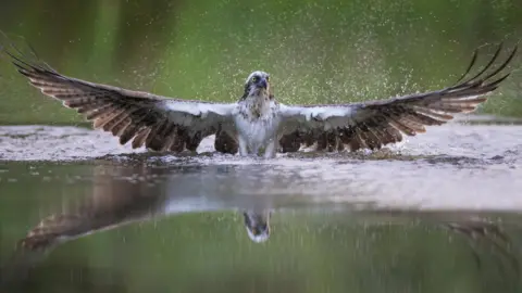 Getty Images An osprey has its wings spread out wide as it flies up from a loch after trying to catch a fish. The osprey is white and brown with bright yellow eyes.