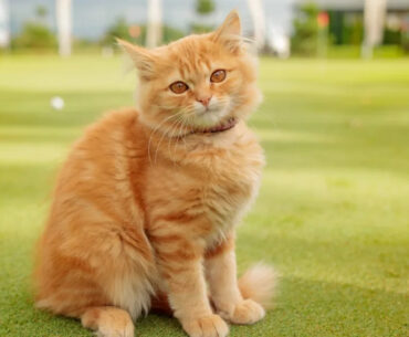 Tiny Orange Cat Helping Golfer on the Putting Green Makes the Perfect Coach