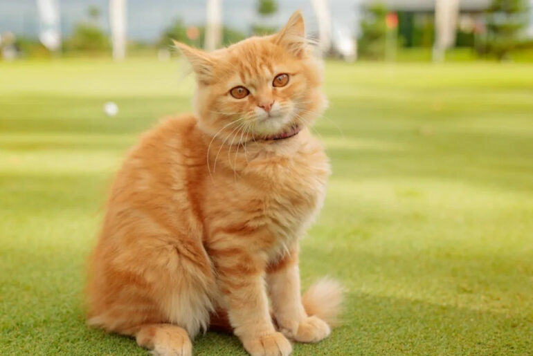 Tiny Orange Cat Helping Golfer on the Putting Green Makes the Perfect Coach