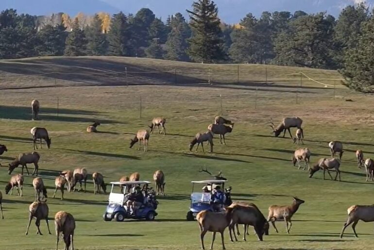 Herd Of Elk Take Over Colorado Golf Course While Golfers Try To Get In A Round