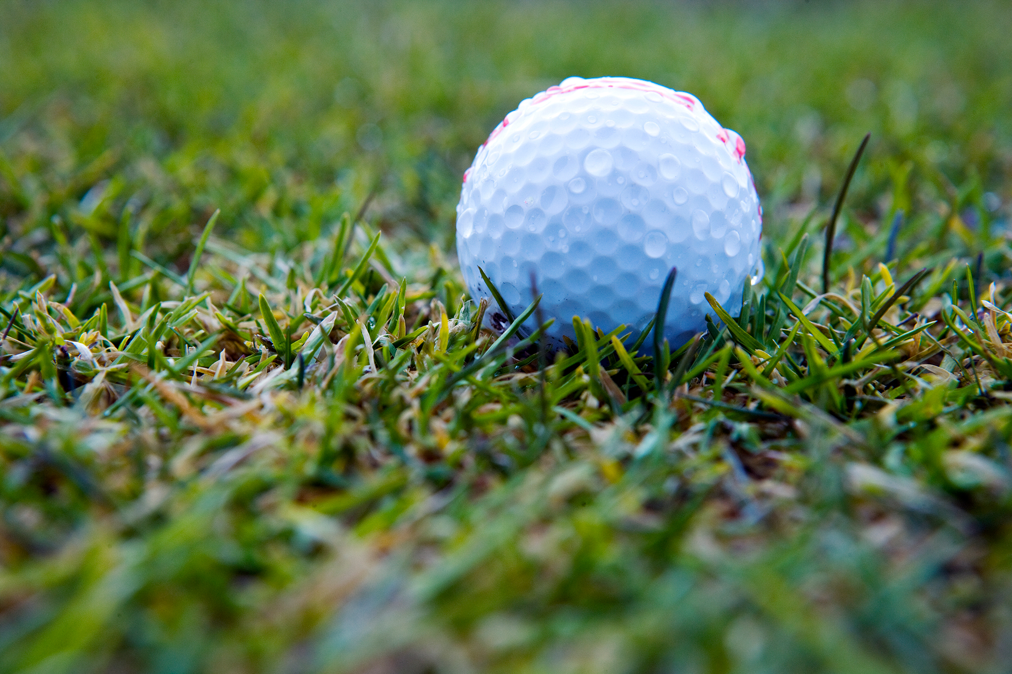 a wet golf ball with droplets of water on it, sitting on saturated turf on a golf course
