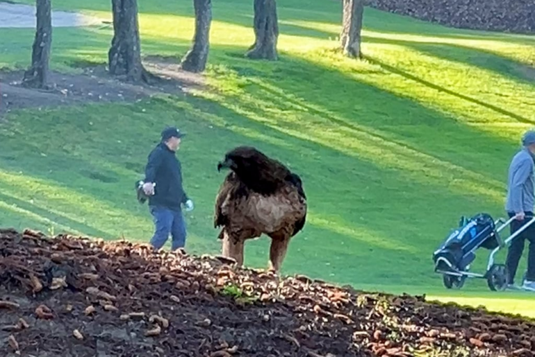 Wildlife on the course